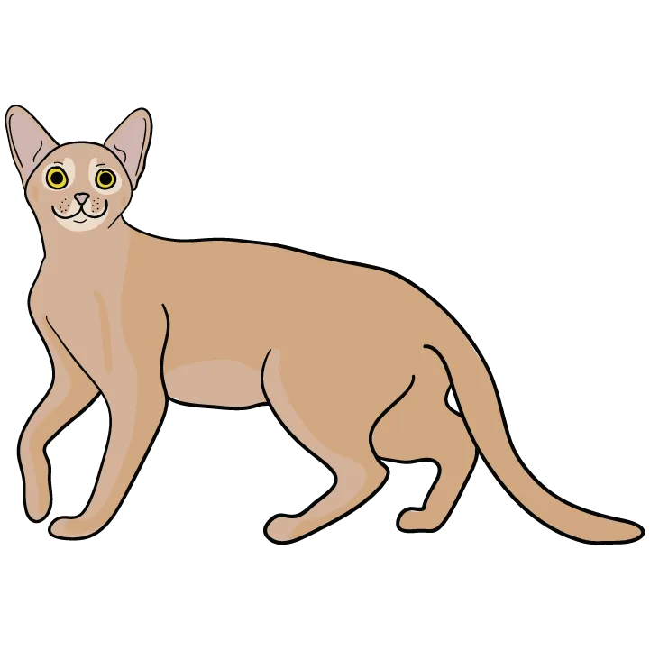 Abyssinian