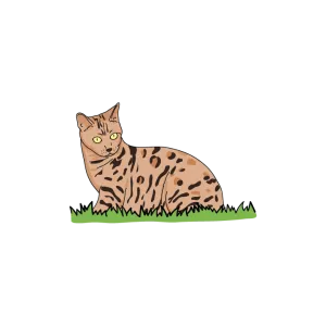 Bengal