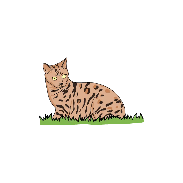 Bengal